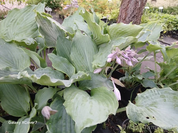 Hosta sieboldiana 'Diamond Lake'