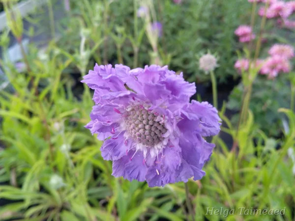 Scabiosa caucasica 'Perfecta'