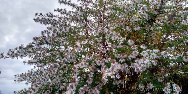 Symphyotrichum (Aster) lateriflorum 'Chloe'