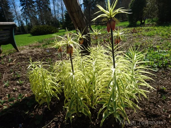 Fritillaria imperialis 'Aureomarginata' Рябчик императорский