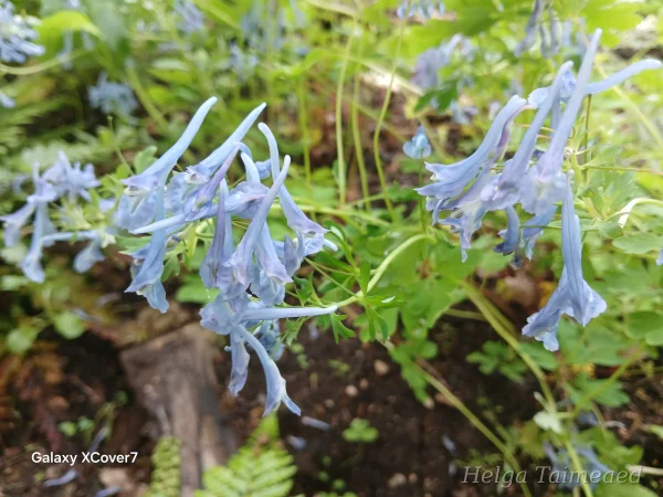 Corydalis elata 'Spinners'