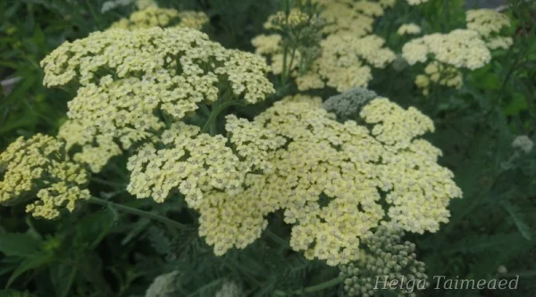 Achillea filipendulina 'Hymne' Тысячелистник таволговый
