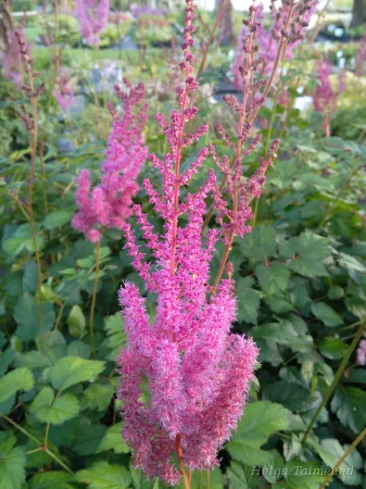 Astilbe chinensis 'Purpurkerze'
