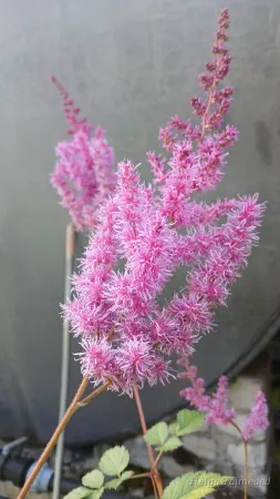 Astilbe chinensis 'Purpurlanze' Hiina astilbe