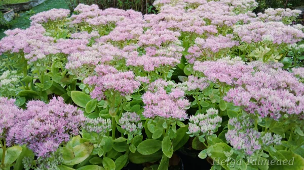 Sedum telephium 'Siesta Pink'