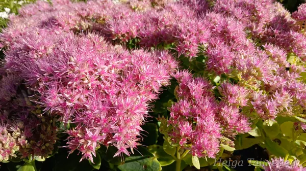Sedum telephium 'Siesta Pink'