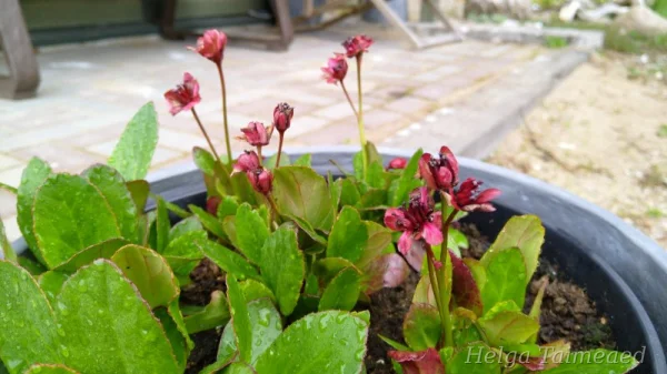 Bergenia cordifolia 'Dragonfly Flirt' Бадан сердцелистный