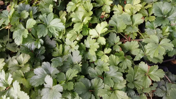 Waldsteinia ternata 'Forrest Sun'
