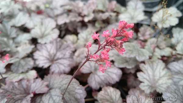 Heuchera x 'Milan'