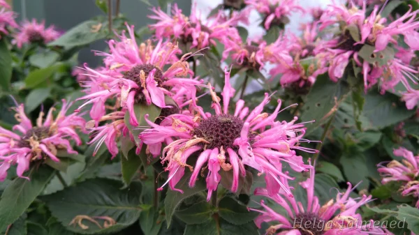 Monarda 'Bee Lieve'