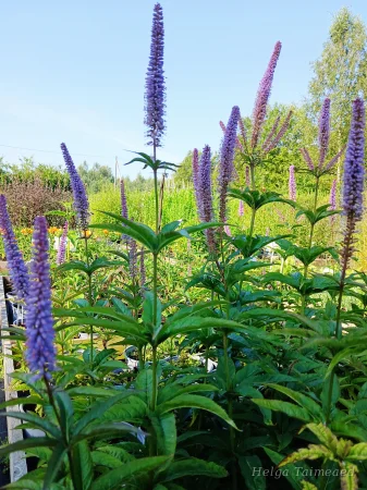 Veronicastrum virginicum  ́Red Arrow ́ Вероника́струм вирги́нский