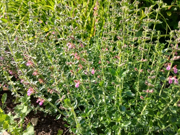 Teucrium x lucidrys