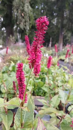 Bistorta amplexicaulis (Persicaria amplexicaulis)  ́Black Field® ́ Kaelus-ussitatar