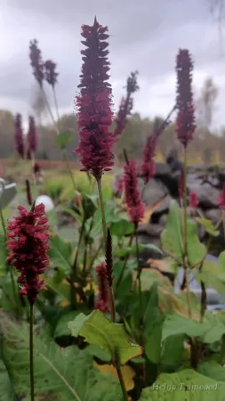 Bistorta amplexicaulis (Persicaria amplexicaulis)  ́Black Field® ́ Kaelus-ussitatar