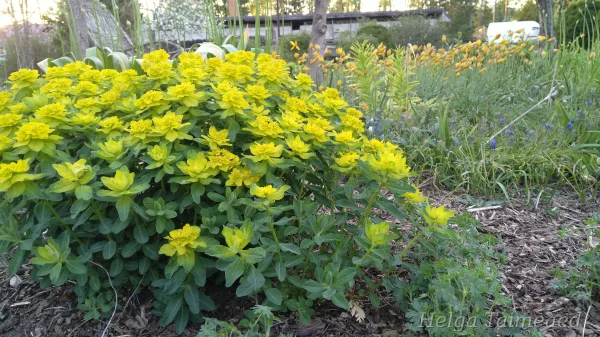 Euphorbia epithymoides (polychroma) 'Senior'