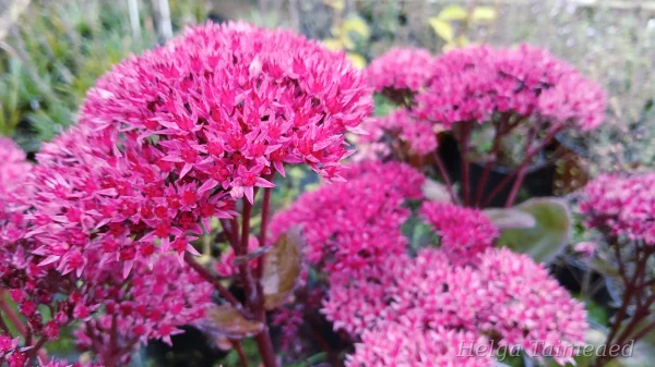 Sedum Sunsparkler 'Thunderhead'