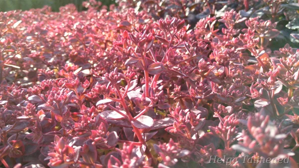 Sedum Sunspararkler 'Wildfire'