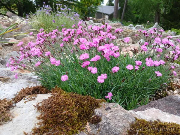 Dianthus 'Pink Jewel'