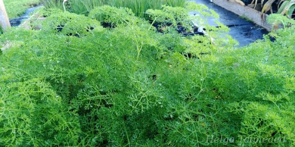 Selinum wallichianum