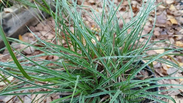 Luzula nivea 'Yeti'