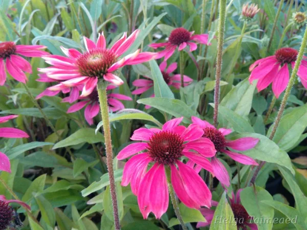 Echinacea 'Margenta Pearl'