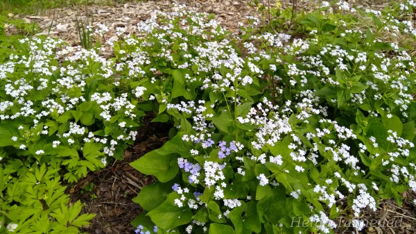 Brunnera macrophylla 'Betty Bowrning'