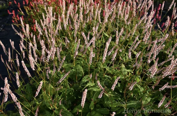 Bistorta amplexicaulis (Persicaria amplexicaulis)  ́JS Misty Morning'