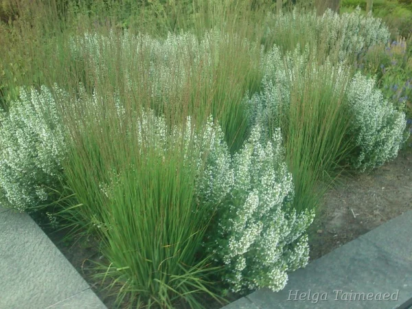 Molinia caerulea 'Moorhexe' Молиния голубая