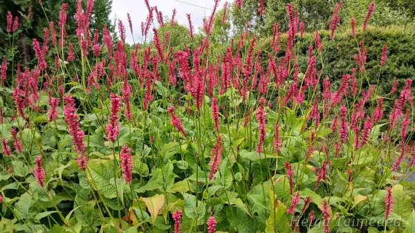 Bistorta amplexicaulis (Persicaria amplexicaulis) 'Speciosa' Kaelus-ussitatar