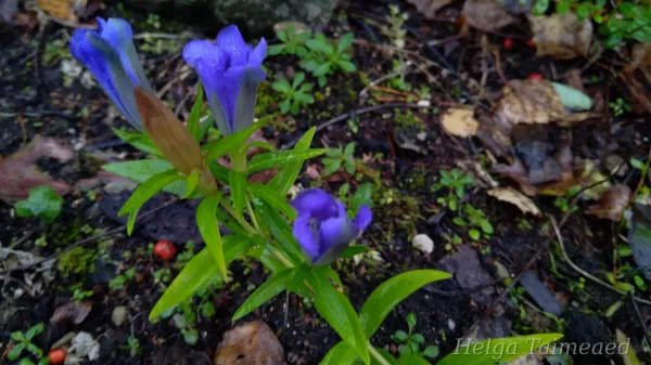 Gentiana x hybrida 'Luis Big Blue'