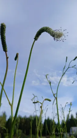 Sanguisorba tenuifolia  var alba  ́Korean Snow ́ Кровохлебка тонколистная