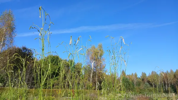 Sanguisorba tenuifolia  var alba  ́Korean Snow ́