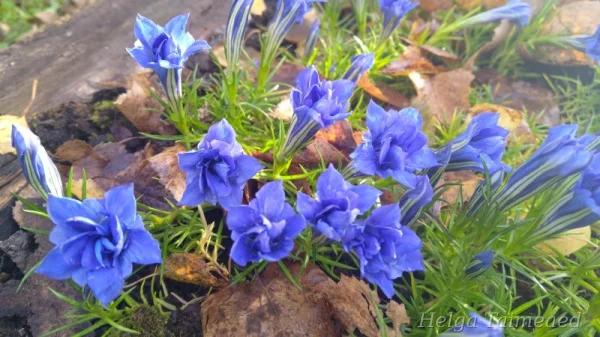 Gentiana sino-ornata 'Eugens Allerbester' Горечавка китайская украшенная