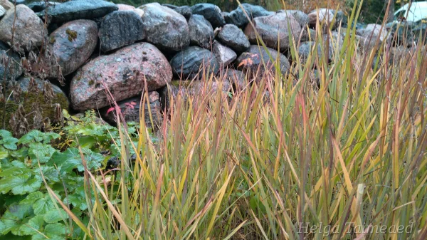 Panicum virgatum 'Shenandoah' Lännenhirssi