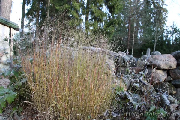 Panicum virgatum 'Shenandoah' Lännenhirssi