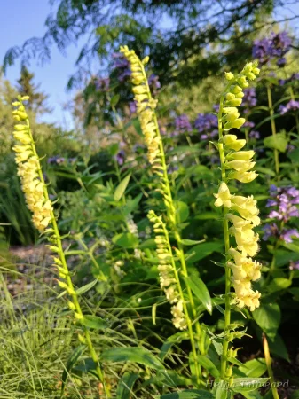 Digitalis lutea Наперстянка жёлтая