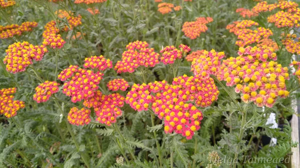Achillea 'Walter Funcke' Тысячелистник