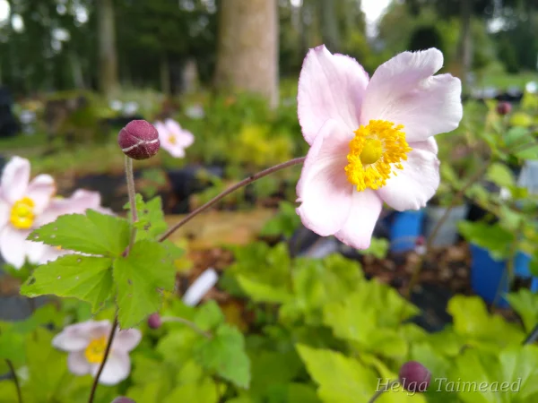 Eriocapitella tomentosa (Anemone) 'Robustissima' Ветреница войлочная