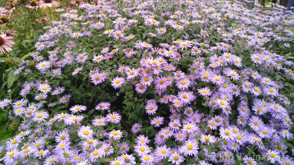 Aster xfrikartii  'Mönch'