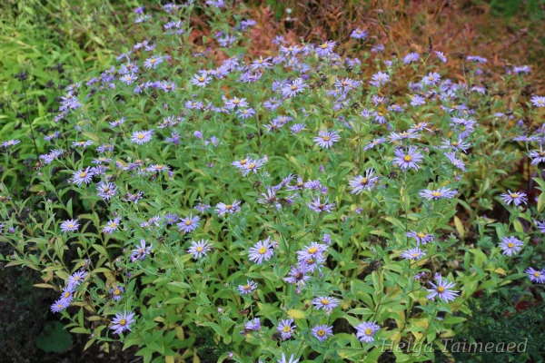 Aster xfrikartii  'Mönch'