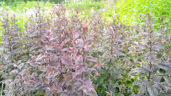 Symphyotrichum (Aster) lateriflorum 'Prince' Астра бокоцветная