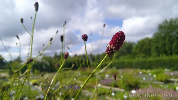 Sanguisorba tenuifolia 'Bordeaux' Кровохлёбка
