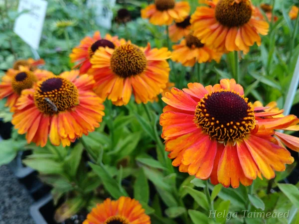 Helenium autumnale 'Short And Sassy'