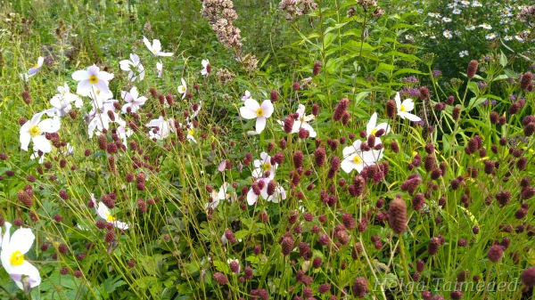 Sanguisorba officinalis 'Tanna' Кровохлёбка