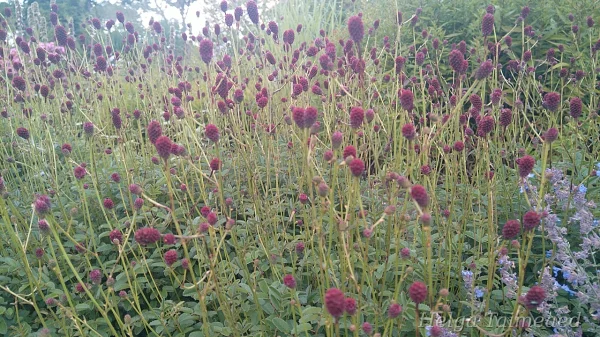 Sanguisorba officinalis 'Tanna' Ürt-punanupp
