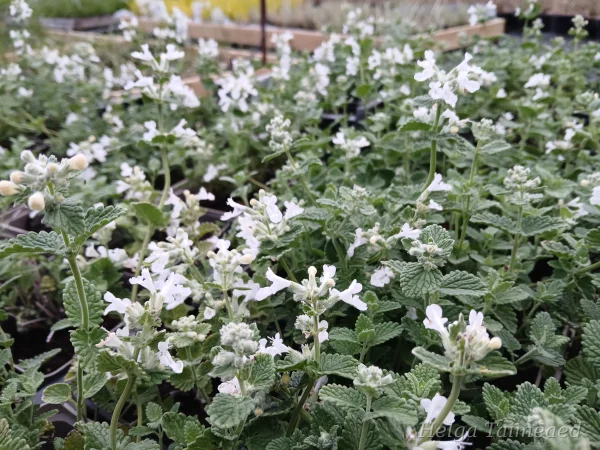 Nepeta xfaassenii 'Snowflake'