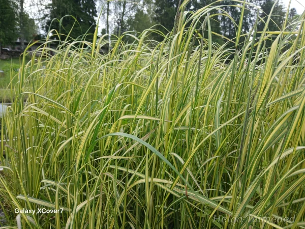 Calamagrostis x acutiflora 'England' Вейник тростниковый