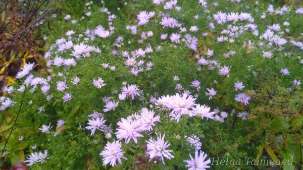 Symphyotrichum novi-belgii (Aster novi belgii)  'Rosenquarz'