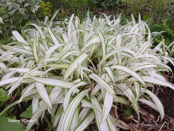Carex siderosticta 'Shiro' Осока ржавопятнистая