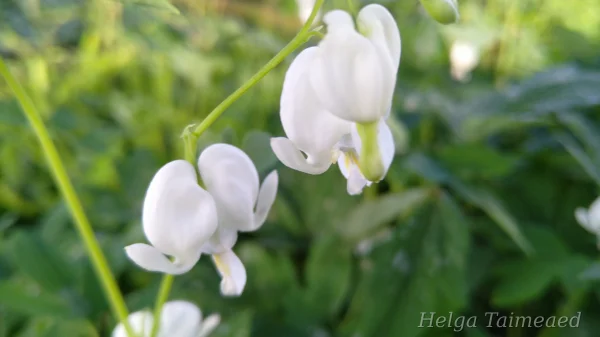Lamprocapnos spectabilis (Dicentra spectabilis) 'Alba'  Дицентра великолепная